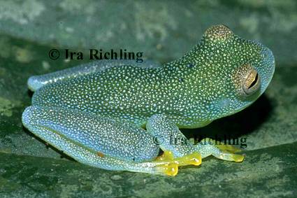 Cochranella granulosa