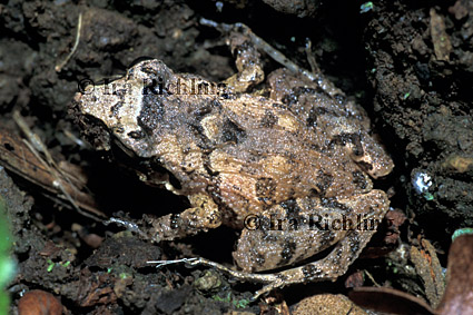 Eleutherodactylus bransfordii