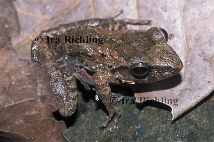 Eleutherodactylus cf. crassidigitus