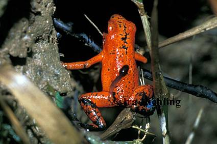 Dendrobates pumilio
