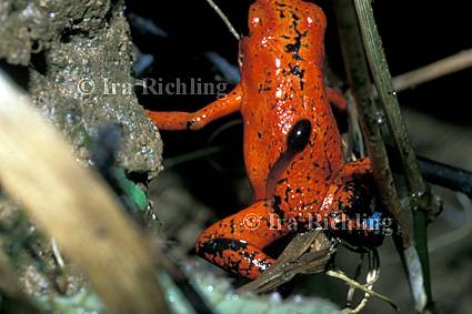 Dendrobates pumilio