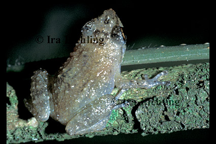 Eleutherodactylus cf. bransfordii