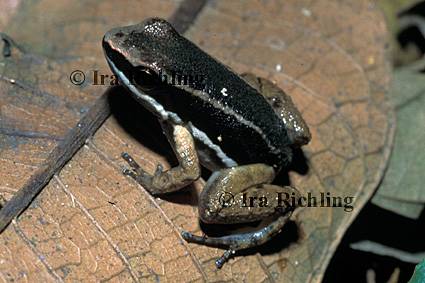 Colostethus talamancae