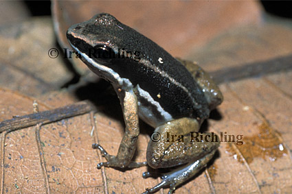 Colostethus talamancae