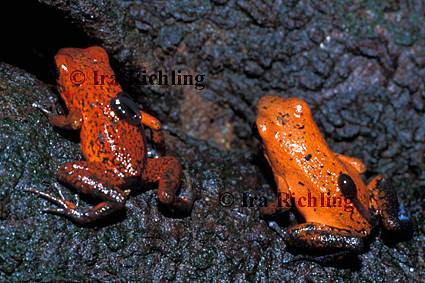 Dendrobates pumilio