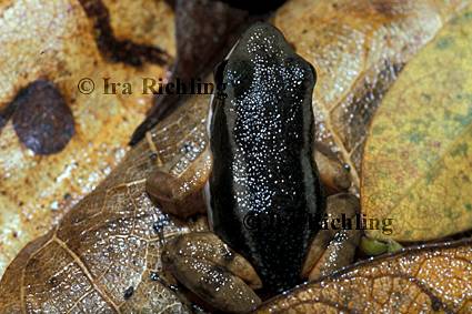 Colostethus talamancae