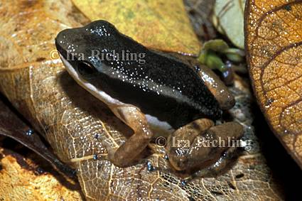 Colostethus talamancae