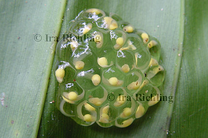 cf. Agalychnis spec.