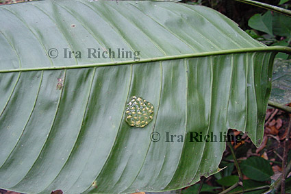 cf. Agalychnis spec.