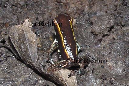 Phyllobates lugubris