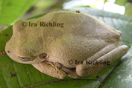 Smilisca cf. sordida