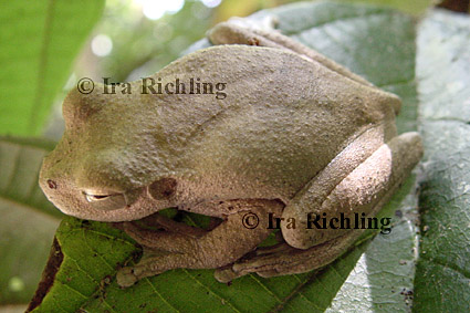 Smilisca cf. sordida