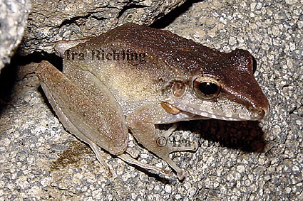 Eleutherodactylus fitzingeri.