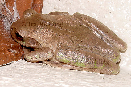 Smilisca cf. sordida