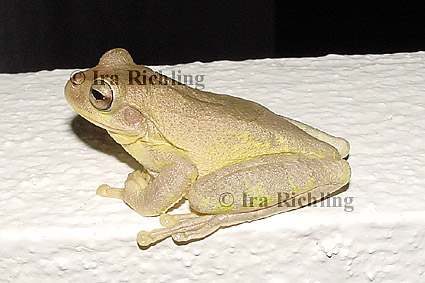 Smilisca cf. sordida