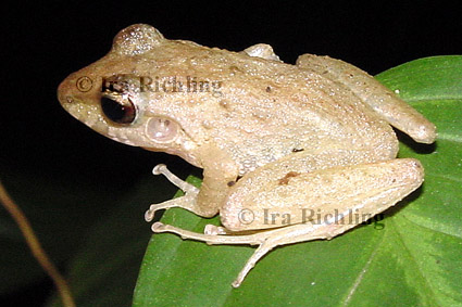Eleutherodactylus fitzingeri/ crassidigitus