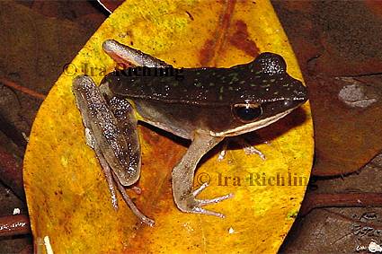 Rana warszewitschiii