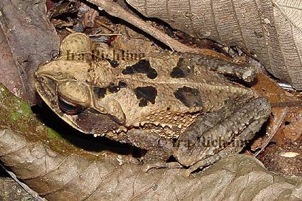 Bufo cf. melanochlorus
