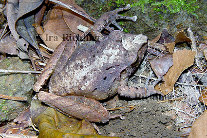 Eleutherodactylus cf. ranoides