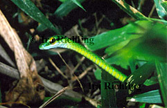 Leptophis depressirostris