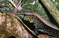 Ameiva quadrilineata