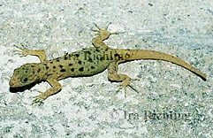 Gonatodes albogularis