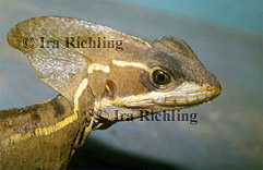 Corytophanidae - Basilisks