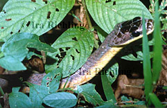 Pseustes poecilonotus