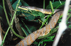 Pseustes poecilonotus