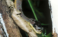 Pseustes poecilonotus