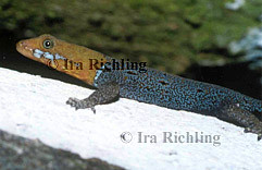 Gonatodes albogularis