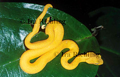 Bothriechis schlegelii