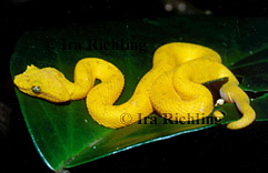 Bothriechis schlegelii