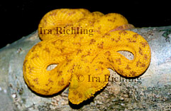 Bothriechis schlegelii