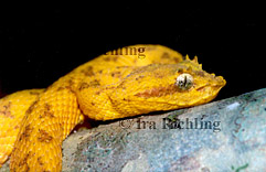 Bothriechis schlegelii