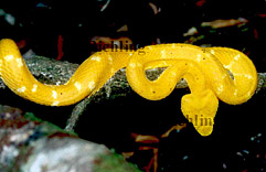 Bothriechis schlegelii