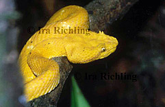 Bothriechis schlegelii