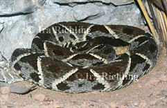 Bothrops asper