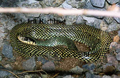 Drymobius margaritiferus