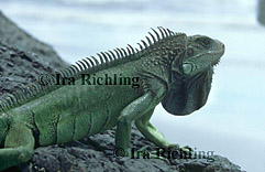 Iguanidae - Iguanas