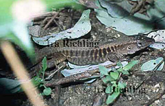 Ameiva undulata