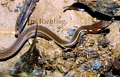Rhadinea decorata