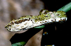 Bothriechis schlegelii