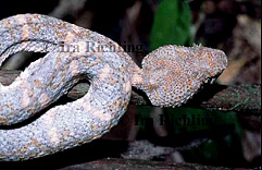 Bothriechis schlegelii