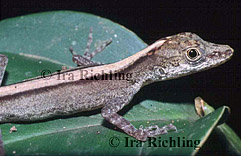 Polychrotidae - Anoles