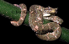 Bothriechis schlegelii