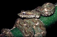 Bothriechis schlegelii