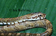 Pseustes poecilonotus