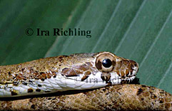 Pseustes poecilonotus