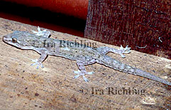 Hemidactylus frenatus